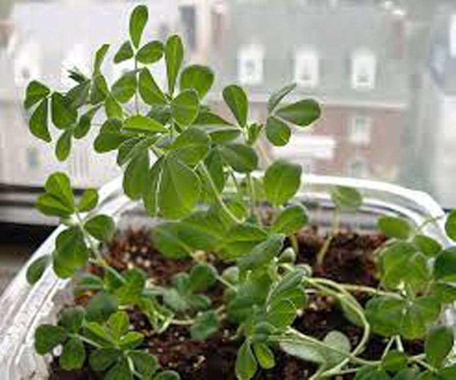 Fenugreek HERB Seeds, Heirloom, Organic 100 Seeds, Healthy